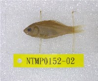 藏品(蘭氏鯽)的圖片